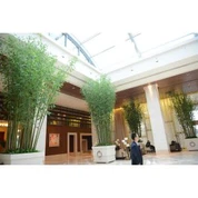 Strom vysoký umělý bambus