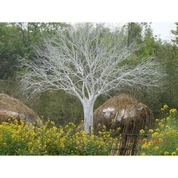 Bílé barevné stromy